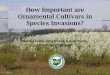 How Important are Ornamental Cultivars in Species Invasions? ncwss indy... · (for wildlife) Not desired: ... Fact Sheet ST-537 (Oct. 1994) Potential Planting Range of ... 'Little