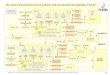 Flow chart of the production chain of sunflower seed oil ... Assessment Sunflower.pdf · Flow chart of the production chain of sunflower seed oil products for ... of safe feed materials