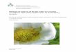 Biological control of thrips with Neoseiulus cucumeris and ...stud.epsilon.slu.se/9726/1/kalenius_r_160912.pdf · Biological control of thrips with Neoseiulus cucumeris and Orius