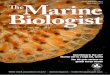 Issue 3 Autumn 2014 ISSN 2052-5273 The Marine · PDF fileIssue 3 Autumn 2014 ISSN 2052-5273 ... Sharks and rays are important, ... (FSBI) symposium in Plymouth on the topic of “The