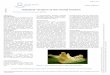Case report - · PDF filethe mandible. Mental nerve and ves ... Case report During the anatomical teaching cur ... an important anatomical landmark for dental surgeons planning for