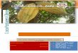 COPAL COCOA Info - Alliance of Cocoa Producing …. 499.doc · Web viewCOPAL COCOA Info A Weekly Newsletter of Cocoa Producers' Alliance Health and Nutrition Production and Quality