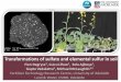 Transformations of sulfate and elemental sulfur in soil · PDF fileTransformations of sulfate and elemental sulfur in soil ... •Incubation experiment 2 (oxidation): ... •The cycling