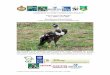 CAMBODIAN VULTURE CONSERVATION … Vihear Protected Forest in February. This is the third record of Himalayan Griffon from this site (previous records December 2004 and February 2007,