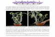 Repotting Bifoliates Keith Davis  · PDF fileSt. Augustine Orchid Society   Repotting Bifoliates Keith Davis Style by Sue Bottom, sbottom15@hotmail.com. Page 1 of 4