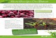 How to Grow Your Own Beetroot - David · PDF fileHow to Grow Your Own Beetroot Find more guides and a planting calendar at daviddomoney.com/guides Harvesting • When the roots reach