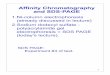 Affinity Chromatography and SDS-PAGE - University of · PDF file · 2013-02-25Affinity Chromatography and SDS-PAGE SDS PAGE: Experiment #4 of text. ... using immobilized metal ion