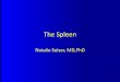 The Spleen - Zuckerberg San Francisco General spleen.pdf · The spleen is delivered to the midline by means of blunt and ... Splenectomy •Indications: 1.Unstable patient 2.Extensive