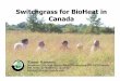 Switchgrass for BioHeat in Canada - Welcome to · PDF file · 2008-09-02create resource efficient bioenergy systems from ... Responsive to warming climate. ... a multi-use biomass