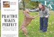 GBN alum opens dog- training services in Northbrook, Page 23 · PDF fileI’d been aware that Golden Retrievers and poodles don’t need help finding homes as much as pit bulls,”