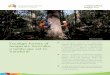Eucalypt forests of temperate Australia - Life at · PDF file2070, tree growth rates in ... the relationship between tree growth and water ... By 2070, with the projected 3 °C rise
