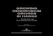 GROWING DENDROBIUM ORCHIDS IN HAWAII · PDF file1 Growing dendrobium orchids in Hawaii GROWING DENDROBIUM ORCHIDS IN HAWAII Production and Pest Management Guide Edited by