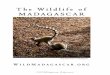 W I L D M A D AG A S C A R . O RG · PDF fileVerreaux’s Sifaka Verreaux's sifaka lives in the dry forests of western and southern Madagascar where it feeds on leaves, fruit, and