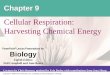 Cellular Respiration: Harvesting Chemical Energy 09 - Lecture... · Cellular respiration ... (ATP + heat) Copyright © 2008 Pearson Education, Inc., ... Copyright © 2008 Pearson