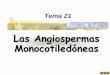 Las Angiospermas Monocotiledóneas PDF/Gramí… ·  · 2005-04-23subclase más evolucionada de la clase. El tamaño de las burbujas es proporcional al número de especies por subclase
