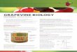 GRAPEVINE BIOLOGY - Retallack Viticulture Fact Sheet - Grapevine Biology.pdf · growing winegrapes 2010 The following topics are covered in this Fact Sheet: • The main types of