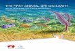AN ACTION PLAN FOR SOUTH AUSTRALIA’S EDIACARAN · PDF fileGovernment of South Australia THE FIRST ANIMAL LIFE ON EARTH AN ACTION PLAN FOR SOUTH AUSTRALIA’S EDIACARAN FOSSILS DRAFT