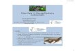Diarrhea in Young Eastern Cottontails - NYSWRCnyswrc.org/wp-content/uploads/2016/10/weaning-bunnies-2016-v2.pdf · into small intestine (helps prevent gastroenteritis) 11/4/2016 5