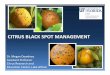 Black spot management round table - Citrus Research and … … ·  · 2013-01-10CITRUS BLACK SPOT MANAGEMENT ... Black Spot Chemical Control Mar Apr May Jun Jul Aug Sept Oct 