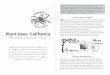 Plant Uses: California - UCSC Arboretum · PDF fileNative American Uses of California Plants: Ethnobotany Arboretum ­­­— ­­­University ­­­of ­­­California, ­­­Santa