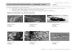 Major Classes of Arthropods - Wikispaceseckert.wikispaces.com/...+Phylum+Arthropoda+-+Student+Worksheet.pdf · Biology 11 – Student Templated Powerpoint Notes PHYLUM ARTHROPODA