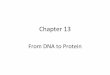 Chapter 13 - Southwest College - Houston Community …swc2.hccs.edu/kindle/chapter13.pdfChapter 13 From DNA to Protein Proteins • All proteins consist of polypeptide chains – A