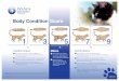 Feline Body Condition Score - wsava.org condition score chart cats.pdfBjornvad CR, et al. Evaluation of a nine-point body condition scoring system in physically inactive pet cats
