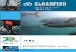 Globefish Commodity Update. May 2014 - Tuna · Tuna COMMODITY update The COMMODITY UPDATE reports, issued for each commodity once a year, contain information on prices, …
