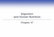 Digestion and Human Nutrition - Lalicker's Scienceniftyscience.weebly.com/uploads/1/0/3/6/10361338/chapter...Key Concepts: OVERVIEW OF DIGESTIVE SYSTEMS Some animal digestive systems