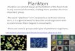 Plankton - West Essex Regional School District / Overvie · *2nd largest group of photosynthetic algae, ... Phylum Arthropoda Copepod - plankton from ... Krill –closely related