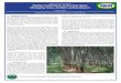 Rubber institutions in Ban Hat Nyao: Managing trees, …lad.nafri.org.la/fulltext/2630-0.pdf ·  · 2011-10-27Ban Hat Nyao in Luang Namtha Province pioneered the push ... planter