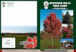 Ñ Pricing Guide Ñ - Dogwood Hills Tree Farm‘ Pricing Guide Ñ ... 7 - 8' $ 295.00 8 - 9' $ 340.00 9 - 10' $ 385.00 10 - 11' $ 425.00 11 - 12' $ 490.00 ... Spreading White Dwarf