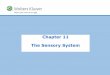 Chapter 11 The Sensory System - Amazon S3 · aqueous humor kinesthesia semicircular canal ... Pop Quiz Answer 11.2 The middle, pigmented layer of the eye is the: A) Sclera B) Conjunctiva