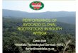 PRESENTATION: Performance of Avocado Clonal Rootstocks … · PERFORMANCE OF AVOCADO CLONAL ROOTSTOCKS IN SOUTH AFRICA Denis Roe Westfalia Technological Services ... 35 000-50 000