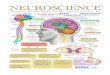 Neuroscience (back) Study Guide - Jonesing Up · NEUROSCIENCE General Psychology Study Guide series #2 ... CORPUS al CALLOSU ... Anger & Aggression Master gland of the endocrine system