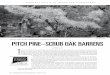 PITCH PINE SCRUB OAK BARRENS - Connecticut2).pdf · 10 | CONNECTICUT WOODLANDS | SPRING 2015 pines in the entire study were recorded as pitch pine, but half the pine recorded in the