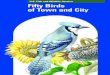 Fifty Birds of Town and City - U.S. Fish and Wildlife … Birds of Town and City by Bob Hines Illustrator - Editor Associate editor Peter A. Anatasi U.S. Department of the Interior