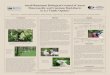 Small Ruminant Biological Control of Amur Honeysuckle … · Small Ruminant Biological Control of Amur Honeysuckle and Common Buckthorn: ... such as multiflora rose (Luginbuhl et