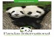 Panda Press - Pandas International sent the Head nursery Keeper Mr. Wei Ming to help care for the triplets, from the Bifengxia Panda Base. “The first-born appears to be a very gentle