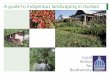 A guide to indigenous landscaping in Durban - eMdloti / … · A GUIDE TO INDIGENOUS LANDSCAPING IN DURBAN 1 Grasshopper on Helichrysum sp. Leonotis Leonotis leonurus Blue Waterlily