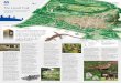 The Lizard Trail - National Trust · The Lizard Trail Attractive and diverse heathland circular walk – approximately ... pupils of Purley High School who helped clear the areas