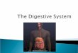 The Digestive System - msemilyfox.weebly.commsemilyfox.weebly.com/.../2/7/6/2/27620011/the_digestive_system.pdf · The digestive tract and the accessory organs of digestion make up