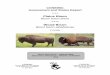 Wood Bison,Bison bison athabascae, Plains Bison Bison bison bison · Plains Bison Bison bison bison and the Wood Bison Bison bison athabascae in Canada ... disease management associated