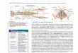THE CRAYFISH: Use the following reading to help you with ... · THE CRAYFISH: Use the following reading to help you with the crayfish assignment Flexor muscles move the telson forward