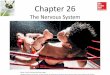 The Nervous System - Mr. Aitken's Biology Classaaitken.weebly.com/.../5/5/7/4/55745595/intro_to_the_n… ·  · 2017-04-20Chapter 26 The Nervous System Fighter: ... Neuron Structure