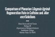 Comparison of Planarian (Dugesia tigrina) Regeneration …Comparison of Planarian (Dugesia tigrina) ... Caffeine and Aloe vera o Caffeine Stimulant ... Hypothesis Planarian ... ·