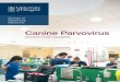Canine Parvovirus - University of Glasgow :: Glasgow ... disease that is caused by the canine parvovirus type 2 (CPV-2) virus. The virus attacks the gastrointestinal tract and immune