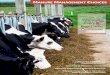 Manure Management Choices - Water Resources …clean-water.uwex.edu/pubs/pdf/manure.pdfManure Management Choices Introduction Which system do you use? armers with dairy and beef cattle