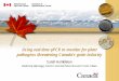 Using real-time qPCR to monitor for plant pathogens threatening Canada… · Using real-time qPCR to monitor for plant pathogens threatening Canada’s grain industry. Sarah Hambleton
