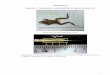 APPENDICES Appendix A Morphometric analysis …studentsrepo.um.edu.my/6085/7/Appendix3.pdf146 APPENDICES Appendix A – Morphometric analysis guideline of frog and its spinal cord